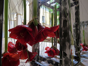 Temps de Flors 2017. Instal·lacions i muntatges florals al claustre del Centre Cultural La Mercè