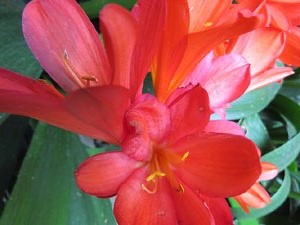 Temps de Flors 2018. Muntatges i instal·lacions florals al Palau de Caramany