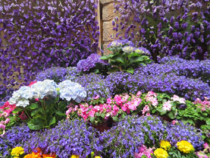 Temps de Flors 2018. Muntatges florals als diversos espais de la Casa Lleó Avinay, al Call jueu