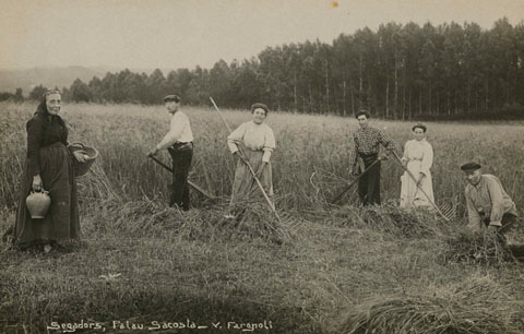 Pagesos segant blat en un camp de Palau Sacosta. 1911-1920