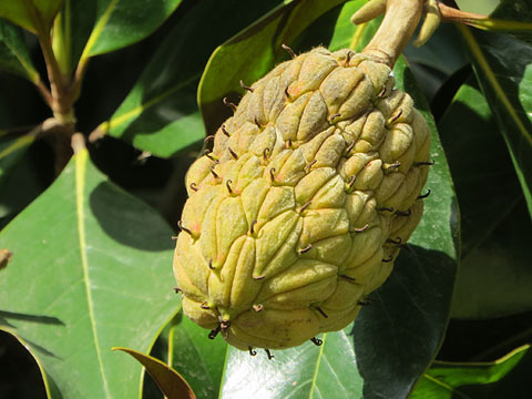 Fruit de magnòlia (Magnolia)