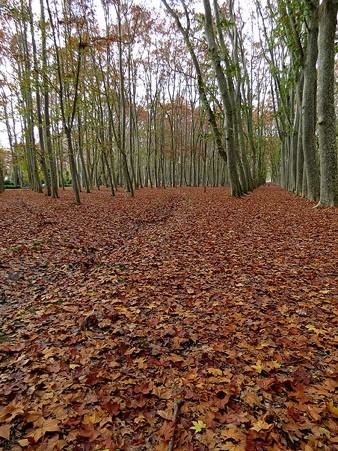 La catifa de fulles dels plàtans