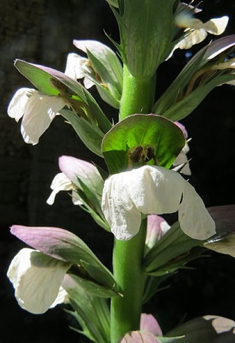 Flor d'acant (Acanthus)