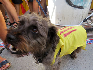 Diada Nacional 2016. Manifestació sotre el lema A punt. Endavant república catalana, a Salt