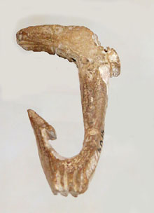 Ham d'os. La Bora Gran d'en Carreras (Serinyà, Pla de l'Estany). Paleolític Superior, 13000-11000 aC