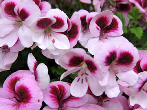 Temps de Flors 2016. Altres espais