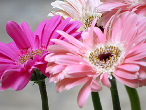 Temps de Flors 2017. Muntatges, instal&middot;lacions i exposicions florals a diversos indrets