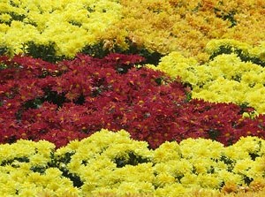 Temps de Flors 2017. Muntatges, instal&middot;lacions i exposicions florals a diversos indrets