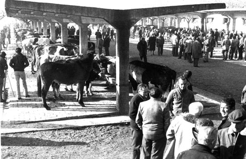 Mercat de bestiar a la Devesa, on hi havia hagut la lluneta de Bournonville. 1985