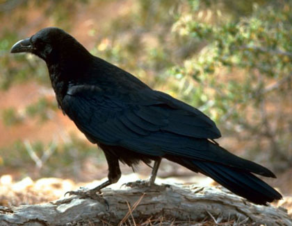El corb (Corvus corax)