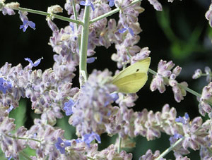 Els Jardins de la Devesa. La Flora