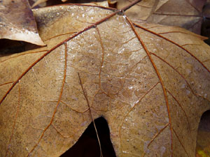 Els Jardins de la Devesa. La Flora
