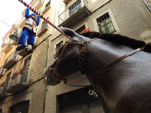 Festes de Primavera de Girona 2023. VII Trobada de Mulasses