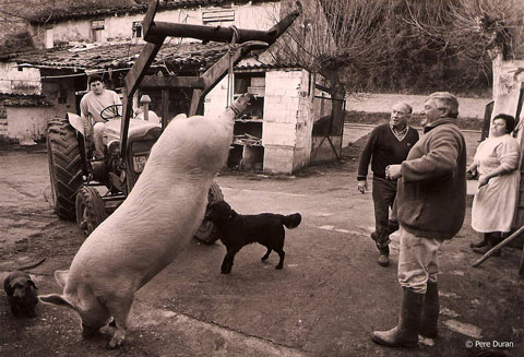La matança del porc a Mieres, La Garrotxa