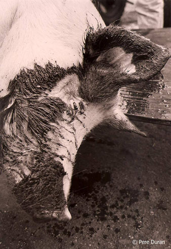 La matança del porc a Mieres, La Garrotxa