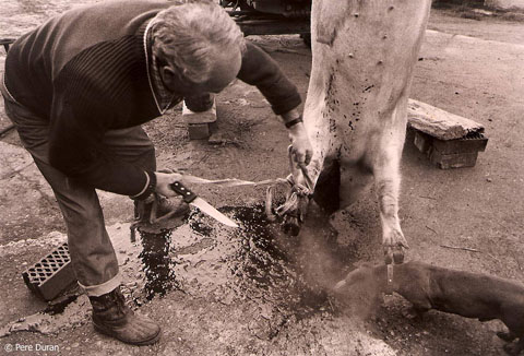 La matança del porc a Mieres, La Garrotxa
