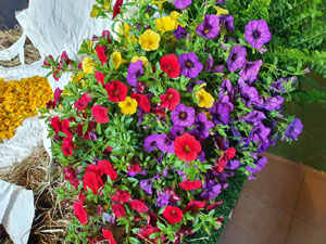 Temps de Flors 2024. Altres instal&middot;lacions