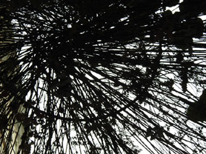 Temps de Flors 2024. Carrer Argenteria