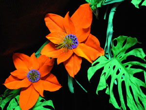 Temps de Flors 2024. Casa Lle&oacute; Avinay