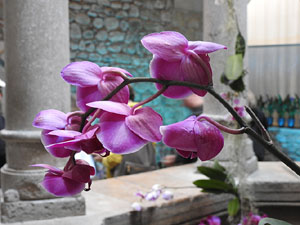 Temps de Flors 2024. Banys &Agrave;rabs