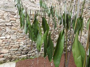 Temps de Flors 2024. Banys &Agrave;rabs