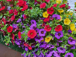 Temps de Flors 2024. Casino giron&iacute; - Jard&iacute;