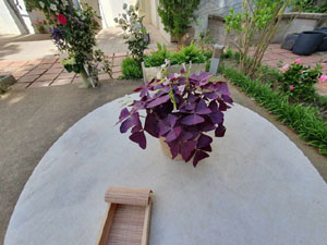 Temps de Flors 2024. Casino giron&iacute; - Jard&iacute;