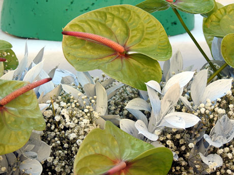 Temps de Flors 2024. Catedral. Escales