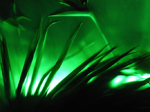 Temps de Flors 2024. Catedral - Soterranis