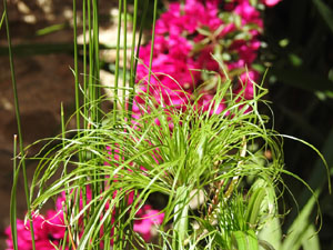 Temps de Flors 2024. Casa C&uacute;ndaro