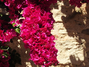 Temps de Flors 2024. Casa C&uacute;ndaro