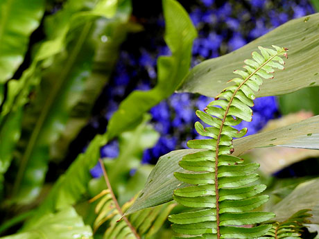 Temps de Flors 2024. Carrer Ferran el Cat&ograve;lic. Pati