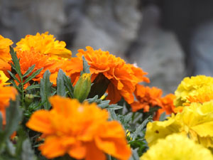 Temps de Flors 2024. Hotel Museu Llegendes