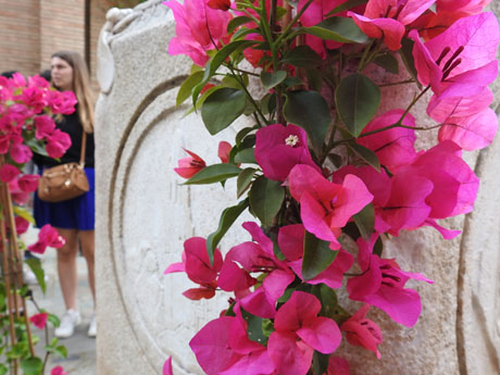 Temps de Flors 2024. Hotel Museu Llegendes