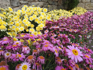 Temps de Flors 2024. Pla&ccedil;a dels Jurats