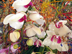 Temps de Flors 2024. Pati de les Magn&ograve;lies