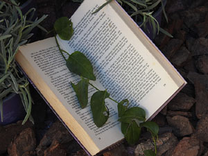 Temps de Flors 2024. Pla&ccedil;a Jordi de Sant Jordi
