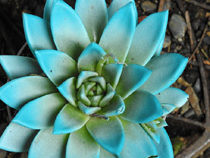 Temps de Flors 2024. Muralla al costat de la Carbonera