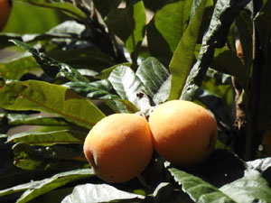 Temps de Flors 2024. Museu d'Hist&ograve;ria dels Jueus - Pati