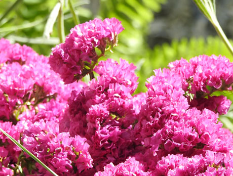 Temps de Flors 2024. Pla&ccedil;a del Vi