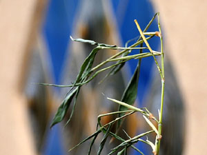 Temps de Flors 2024. Pont d'en G&oacute;mez