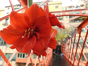 Temps de Flors 2024. Pont de les Peixateries Velles