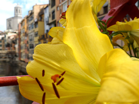 Temps de Flors 2024. Pont de les Peixateries Velles