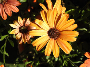 Temps de Flors 2024. Capella de Sant Crist&ograve;fol