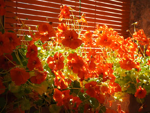 Temps de Flors 2024. Capella de Sant Crist&ograve;fol