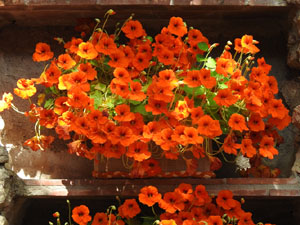 Temps de Flors 2024. Capella de Sant Crist&ograve;fol