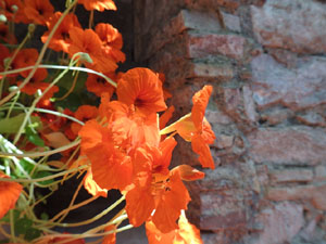 Temps de Flors 2024. Capella de Sant Crist&ograve;fol