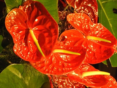 Temps de Flors 2024. Bas&iacute;lica de Sant Feliu. Crist jacent