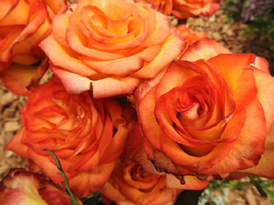 Temps de Flors 2024. Bas&iacute;lica de Sant Feliu