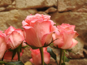 Temps de Flors 2024. Bas&iacute;lica de Sant Feliu